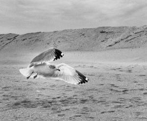 Seagull Wings Out Low Flying Black And White Beach Art